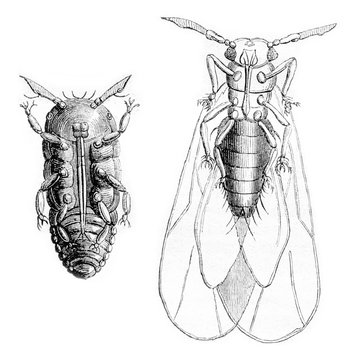 Phylloxera vastatrix wingless, Phylloxera vastatrix wing, vintag