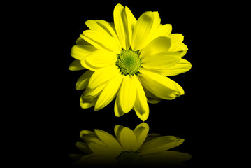 yellow spring flower