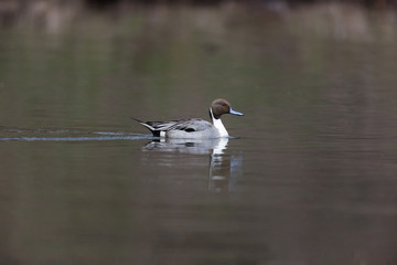 Northern Pintail (Anas acuta)