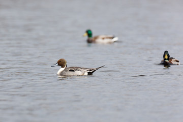 Northern Pintail (Anas acuta)