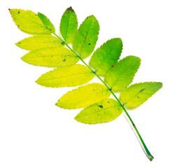Fototapeta premium Yellowed rowan leaves