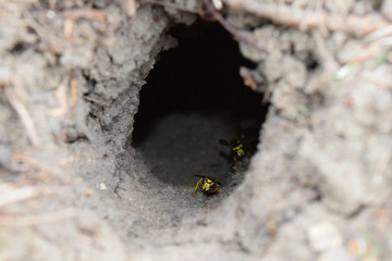 Log into the slot vespula vulgaris