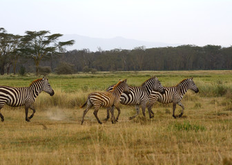 Fototapeta na wymiar Plain zebras, Lake Nakuru National Park, Kenya