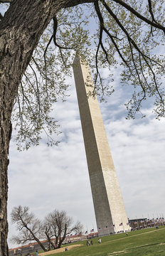 A tree frames the landmark Washington Monument on the National Mall in Washington, DC.  The flags that surround the monument are flying at half mast in memory of someone who has recently died.