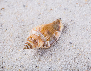 Sea shells on sand. Summer beach background. Top view