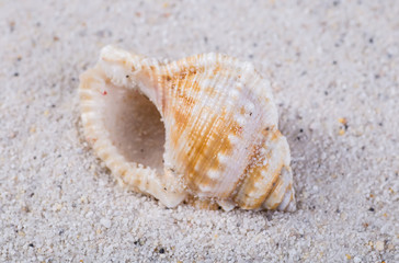 Sea shells on sand. Summer beach background. Top view