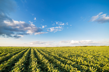 Green ripening soybean field, agricultural landscape