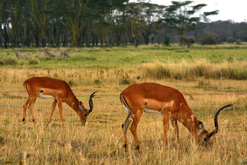 Fototapeta premium Impalas, Lake Nakuru National Park, Kenya