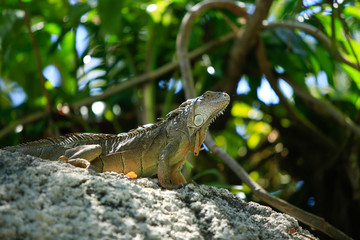 Leguan auf Stein