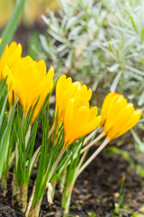 The first crocus this year