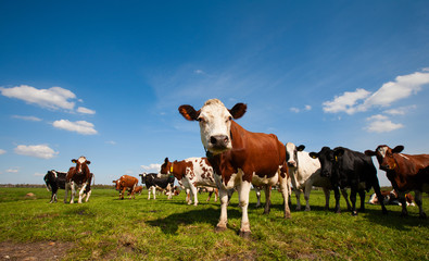 Plakat Dutch cows