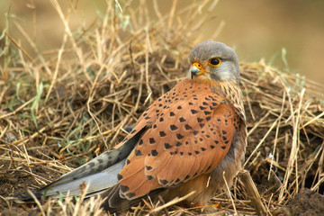 Falke