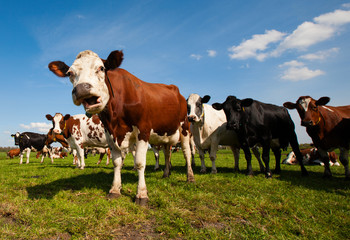 Fototapeta na wymiar Dutch cows 