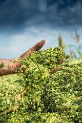 Farmer's hands holding freshly harvested silage corn maize © oticki