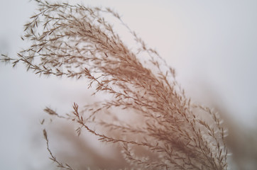 Gräser im Wind, Nahaufnahme