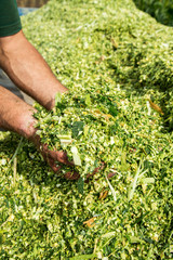Farmer's hands holding freshly harvested silage corn maize © oticki