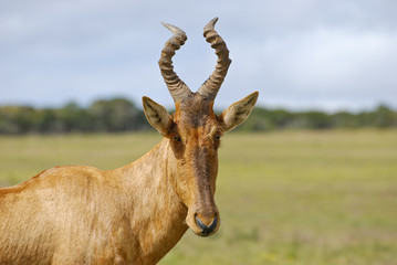 Fototapeta premium Red hartebeest running in dust - Alcelaphus caama - Kalahari des