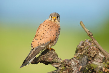 Falke