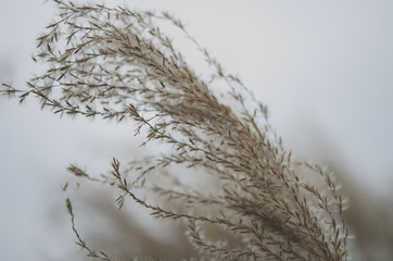 Obraz premium Gräser im Wind, Nahaufnahme