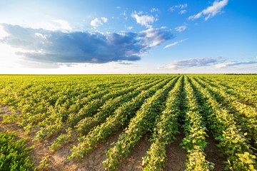 Green ripening soybean field, agricultural landscape