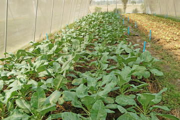 organic chinese kale in cultivated greenhouse