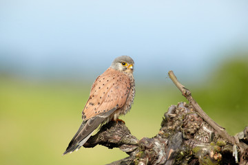 Falke