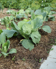Капуста на грядке растет.