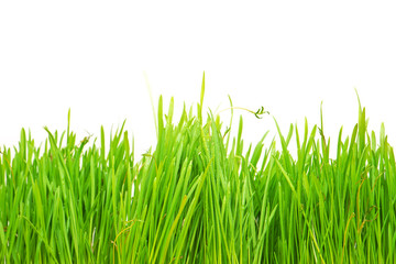 Fototapeta premium Ladybug on fresh green leaf isolated. Spring background
