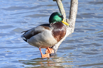 Pato Ánade azulón 