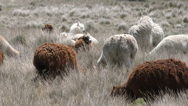 A herd of alpacas in various colors grazes and moves through tall dry grass in a high-altitude Andean landscape near Chimborazo, Ecuador, a rustic wooden structure in the distance.