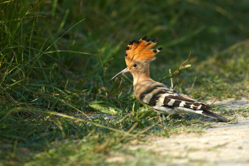 Vogelfamilie der Wiedehopfe