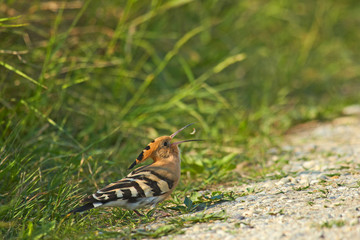 Vogelfamilie der Wiedehopfe