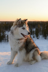 Huski dog on the Yamal Peninsula