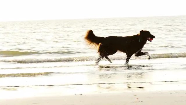 A dog running on the ocean shore at sunset with a ball in its mouth