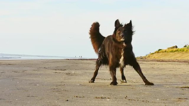 A dog running after a ball on the beach