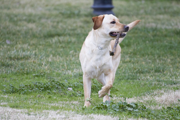 A Brown labrador running with a stick in its mouth in a grass fi