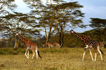 Rotschild giraffes, Lake Nakuru National Park, Kenya