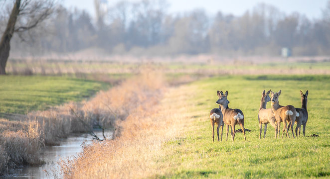 Fototapeta Ein Sprung Rehe
