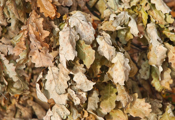 Background of dry oak leaves