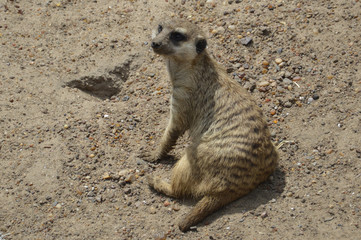 Fototapeta premium Suricata