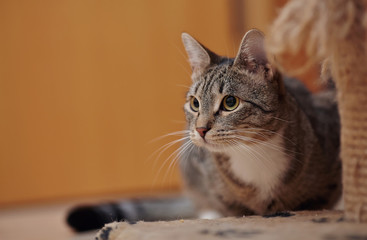 Portrait of a gray striped cat