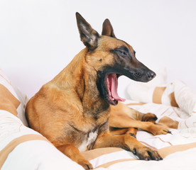 Belgian Shepherd dog Malinois lying on owner's bed and yawning