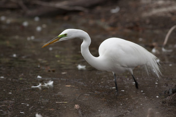 great White egret