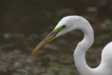 Great White Egret
