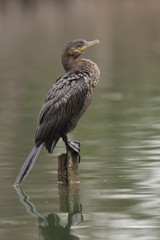 Neotropic cormorant
