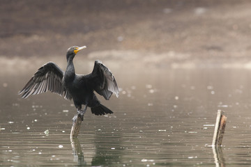 Neotropic cormorant
