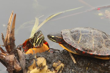Obraz premium Painted Turtles (Chrysemys picta)