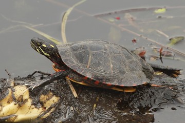 Painted Turtle (Chrysemys picta)