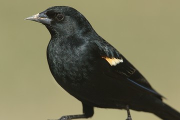 Male Red-winged Blackbird (Agelaius phoeniceus)