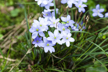 blue spring flowers  